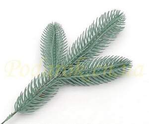 Веточка голубой ели