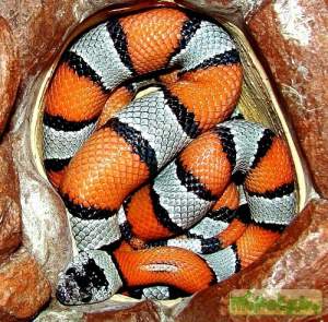 Королевская змея красно-серая 
