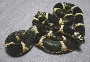 Королевская змея обыкновенная 