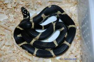 Королевская змея обыкновенная калифорнийская 