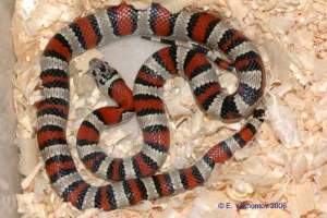 Королевская змея Тэйера 