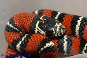 Молочная змея андская