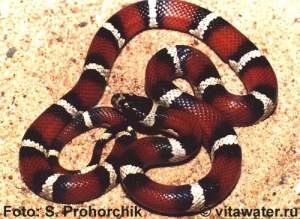 Молочная змея гибрид campbelli x P. guttata guttata