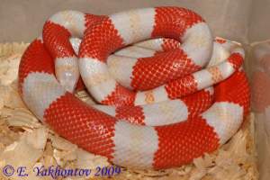 Молочная змея гондурасская 