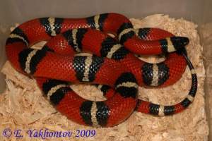 Молочная змея западномексиканская