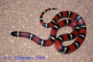 Молочная змея кольчатая