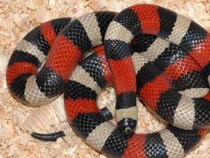 Молочная змея Кэмпбелла