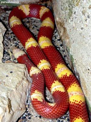 Молочная змея Нельсона