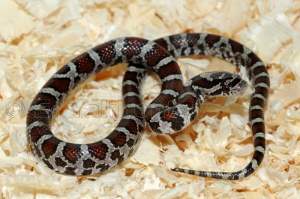 Молочная змея обыкновенная