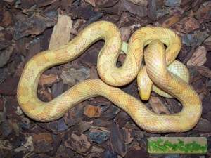 Полоз крысиный полосатый 