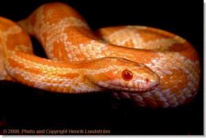 Полоз маисовый Ацтек альбино