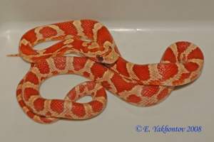 Полоз маисовый 