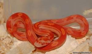 Полоз маисовый 