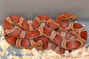 Полоз маисовый 