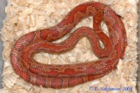 Полоз маисовый 