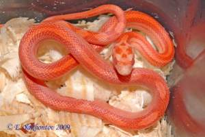 Полоз маисовый 