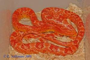 Полоз маисовый 