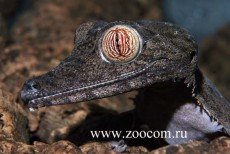 Геккон плоскохвостый бахромчатый (с)