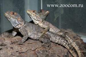 Геккон плоскохвостый линейчатый (с)