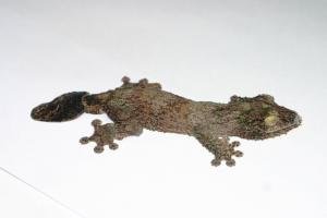 Геккон плоскохвостый Сикоры (с)