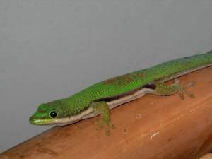 Фельзума линейчатая (с) ГЕКОН