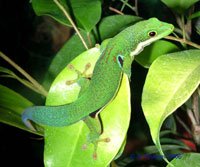 Фельзума четырехглазковая (с) ГЕККОН