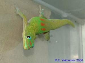 Фельзума широкохвостая (с) ГЕККОН