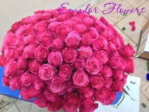 Букет из 101 розы Букет из 101 розы