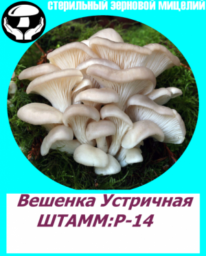 Мицелий вешенки НК-35,А-8,P-14,М-5,КЧ(Китай)