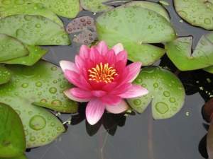 Растения для пруда