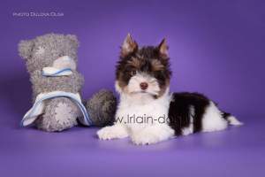 Продаю   щенков Биро Йоркширского Терьера