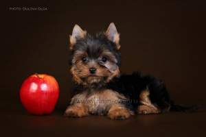 Щеночки йоркширского терьера