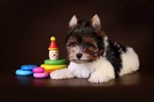 Щени бивер-йорка