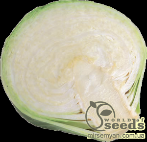 Капуста Сторема F1 1000 семян. (Rijk Zwaan)