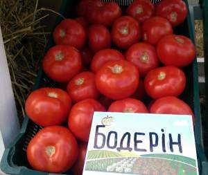 Помидоры Бодерин 500 семян. (Syngenta) Помидоры Бодерин 500 семян. (Syngenta)