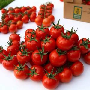 Помидоры Марголь F1 (черри) 100 семян. (Yuksel Seeds) Помидоры Марголь F1 (черри) 100 семян. (Yuksel Seeds)