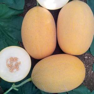 Дыня Локум F1 1000 семян. (Yuksel Seeds) Дыня Локум F1 1000 семян. (Yuksel Seeds)
