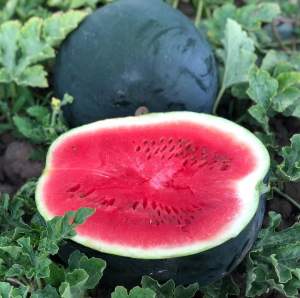 Арбуз Маниса F1 1000 семян. (Yuksel Seeds) Арбуз Маниса F1 1000 семян. (Yuksel Seeds)