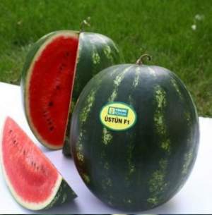 Арбуз Устун F1 1000 семян. (Yuksel Seeds) Арбуз Устун F1 1000 семян. (Yuksel Seeds)