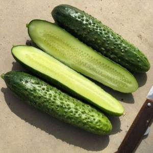 Огурец Баде F1 500 семян. (Yuksel Seeds) Огурец Баде F1 500 семян. (Yuksel Seeds)