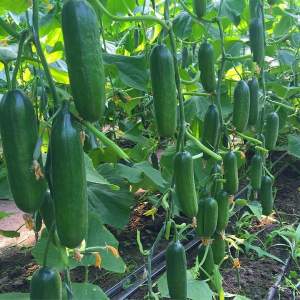 Огурец Супер Бейби F1 500 семян. (Yuksel Seeds) Огурец Супер Бейби F1 500 семян. (Yuksel Seeds)