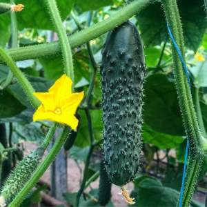 Огурец Титаник F1 500 семян. (Yuksel Seeds) Огурец Титаник F1 500 семян. (Yuksel Seeds)