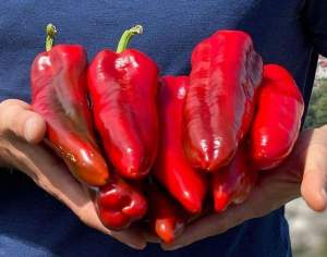 Перец Армагеддон F1 100 семян. (Yuksel Seeds) Перец Армагеддон F1 100 семян. (Yuksel Seeds)