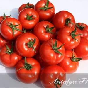 Помидоры Анталия F1 500 семян. (Yuksel Seeds) Помидоры Анталия F1 500 семян. (Yuksel Seeds)