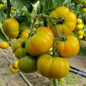 Помидоры Йеллоу Кой F1 500 семян. (Yuksel Seeds) Помидоры Йеллоу Кой F1 500 семян. (Yuksel Seeds)