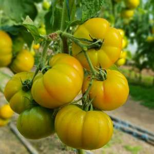 Помидоры Йеллоу Кой F1 100 семян. (Yuksel Seeds) Помидоры Йеллоу Кой F1 100 семян. (Yuksel Seeds)
