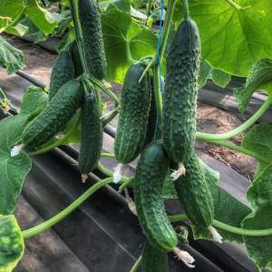 Огурец Каприкорн F1 250 семян. (Yuksel Seeds) Огурец Каприкорн F1 250 семян. (Yuksel Seeds)