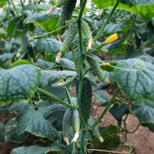 Огурец Страж F1 250 семян. (Yuksel Seeds) Огурец Страж F1 250 семян. (Yuksel Seeds)