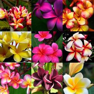 Плюмерия MIX 10 шт