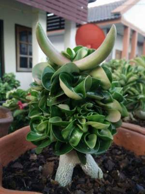 Mini Size White 2 шт